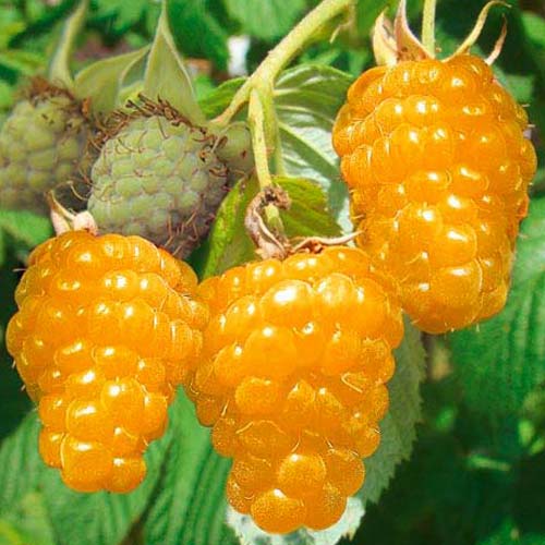 Malina Gold obrázek 1 artikel 7556