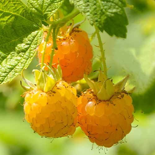 Malina Golden Queen, Р9 obrázek 1 artikel 7608