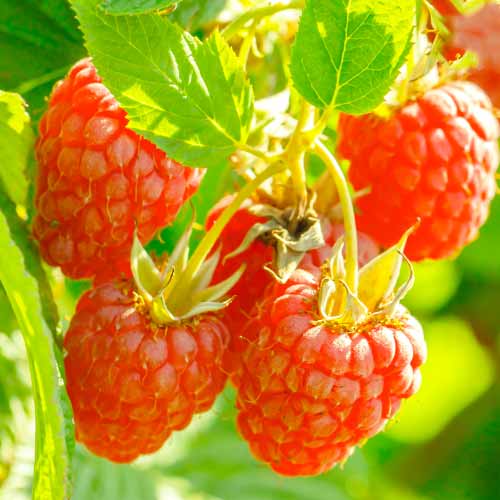 Malina Heritage, Р9 obrázek 1 artikel 7616