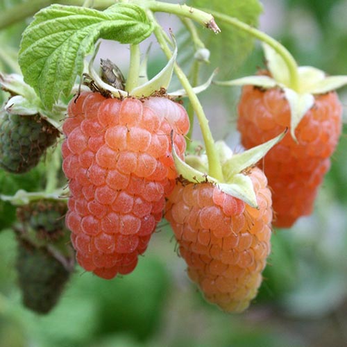 Malina Orange obrázek 1 artikel 7528