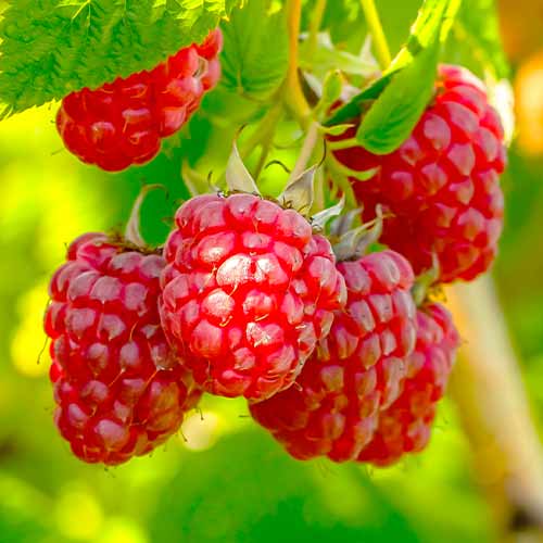 Malina Polka, Р9 artikel fotografie 1 Malina Polka, Р9 obrázek 1 artikel 7545