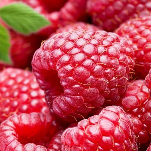 Malina Red Gigant obrázek 1 artikel 7524