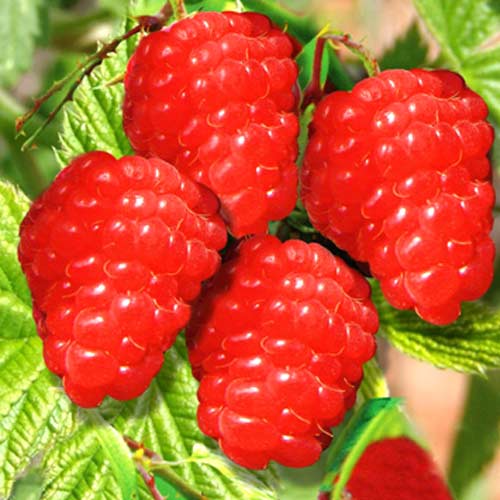 Malina Red obrázek 1 artikel 7557