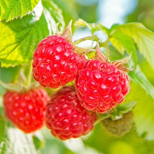 Malina Schonemann Red obrázek 1 artikel 5842