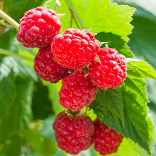 Malina Sugana, Р9 obrázek 1 artikel 8036