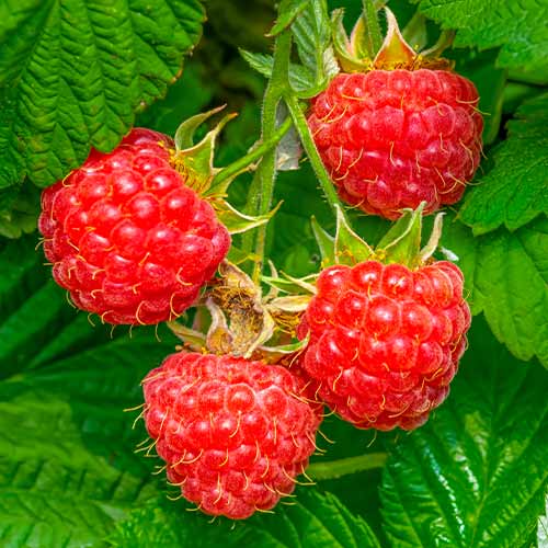 Malina Willamette obrázek 1 artikel 7617