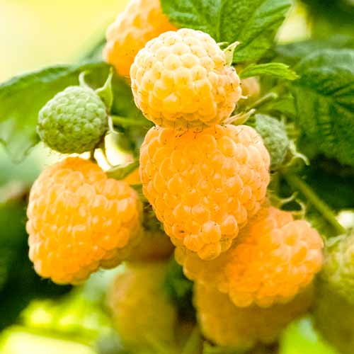 Malina Yellow Giant, Р9 obrázek 1 artikel 7535