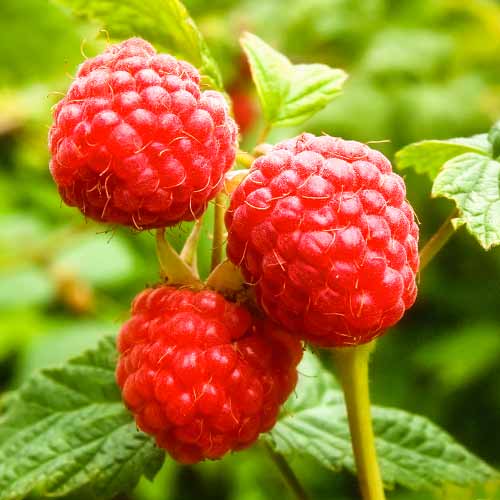 Malina Zewa, P9 obrázek 1 artikel 1591