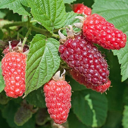 Malinoostružina Buckingham obrázek 1 artikel 4912