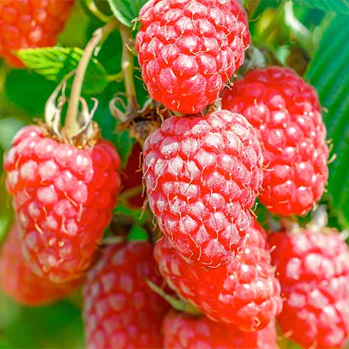 Malinoostružina Gigant, Р9 obrázek 1 artikel 7511