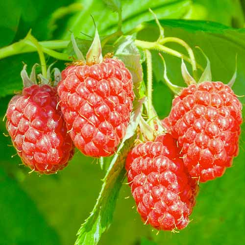 Malinoostružina Loganberry, Р9 obrázek 1 artikel 7509