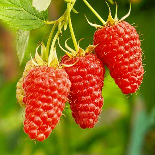 Malinoostružina Tayberry Medana, Р9 artikel fotografie 1 Malinoostružina Tayberry Medana, Р9 obrázek 1 artikel 7510