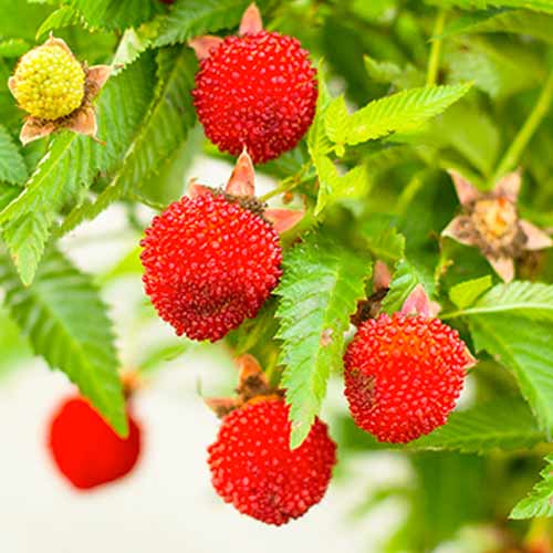 Ostružník jahodnatý obrázek 1 artikel 9602