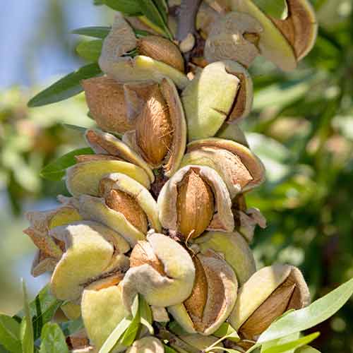 Mandloň (columnar) Avijor obrázek 1 artikel 2001