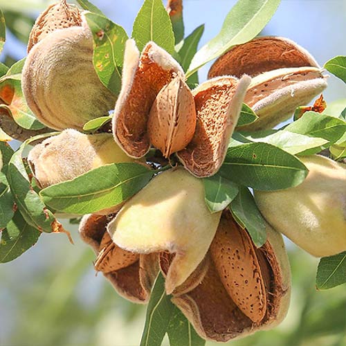 Mandloň Ferragnes artikel fotografie 1 Mandloň Ferragnes obrázek 1 artikel 7949