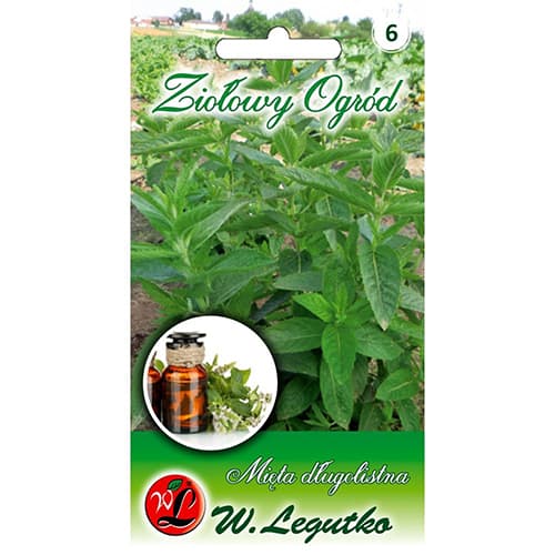 Máta dlouholistá obrázek 1 artikel 78707