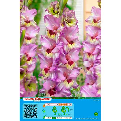 Mečík Bono's Memory obrázek 1 artikel 76440