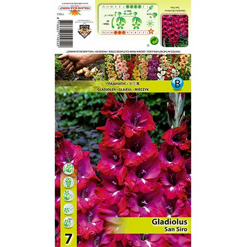 Mečík San Siro obrázek 1 artikel 70400