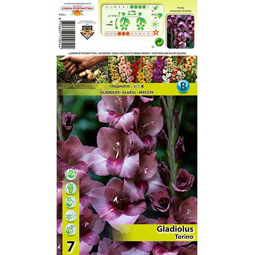 Mečík Torino obrázek 1 artikel 70404