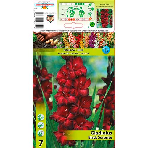 Mečík velkokvětý Black Surprise obrázek 1 artikel 76243