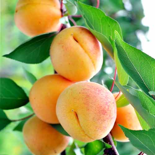 Meruňka (columnar) Anubis obrázek 1 artikel 2007