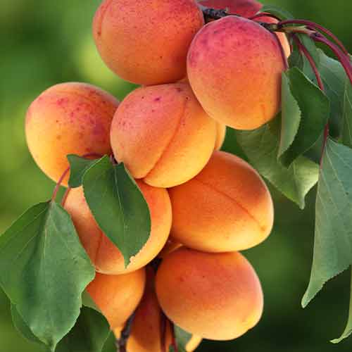 Meruňka (columnar) Diamond obrázek 1 artikel 2008