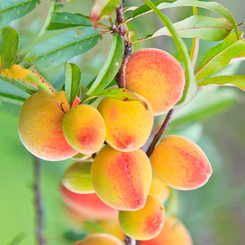 Meruňka (columnar) Perla obrázek 1 artikel 2009