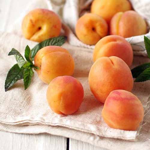 Meruňka Tahiti obrázek 1 artikel 4858