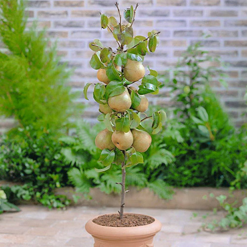 mini Hrušeň GardenPearl® obrázek 1 artikel 1646