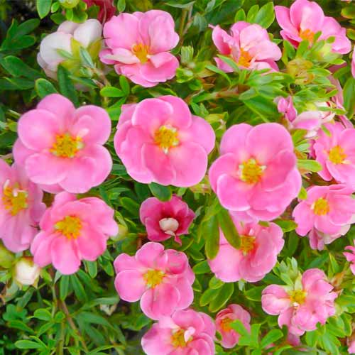 Mochna křovitá Bellissima obrázek 1 artikel 5620