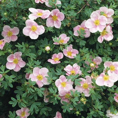 Mochna křovitá Princess, C2 obrázek 1 artikel 8569