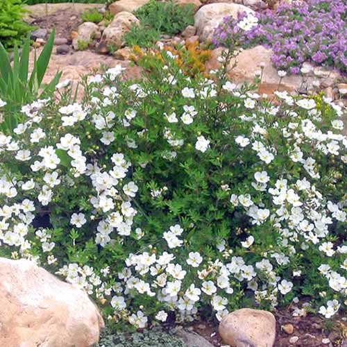 Mochna krzewiasty Abbotswood obrázek 1 artikel 3969