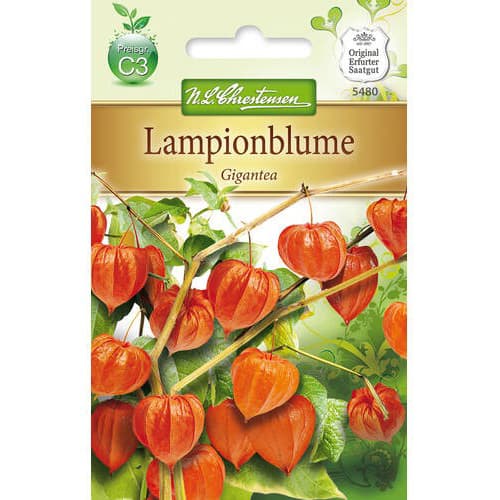 Mochyně Gigantea obrázek 1 artikel 78976