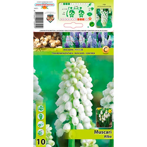 Modřenec Alba obrázek 1 artikel 70277