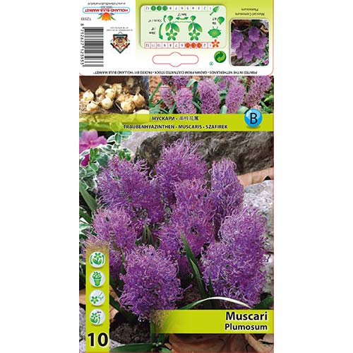 Modřenec Plumosum obrázek 1 artikel 70278