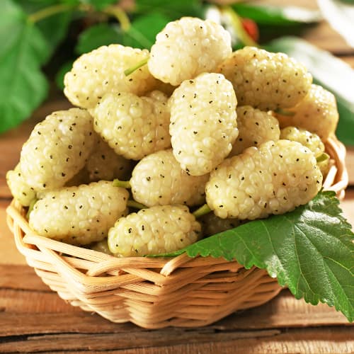 Morušovník bílá medová, P9 obrázek 1 artikel 5858