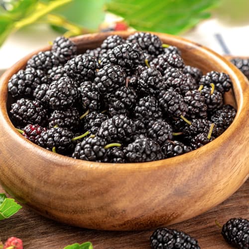 Morušovník Černý princ, P9 obrázek 1 artikel 5859