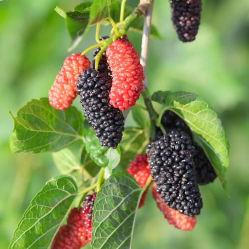 Morušovník Full Seasons, С2 artikel fotografie 1 Morušovník Full Seasons, С2 obrázek 1 artikel 5452