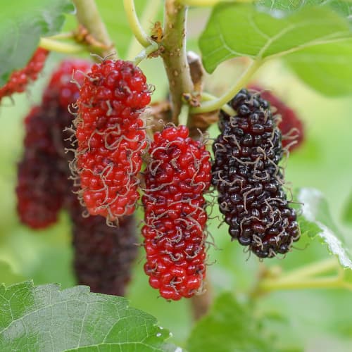 Morušovník Red No.2, С2 artikel fotografie 1 Morušovník Red No.2, С2 obrázek 1 artikel 5453