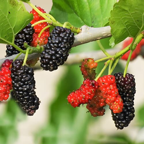 Morušovník Sweet Dream, P9 obrázek 1 artikel 1587