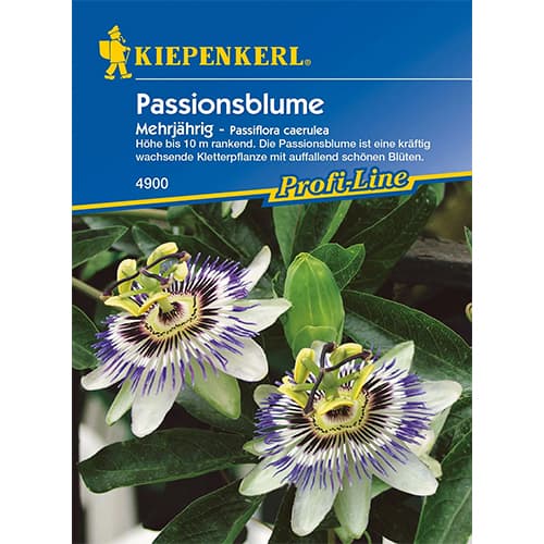 Mučenka (Passiflora) artikel fotografie 1 Mučenka (Passiflora) obrázek 1 artikel 77452