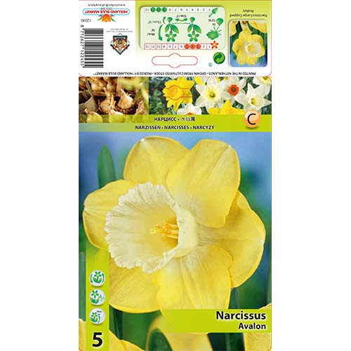 Narcis Avalon obrázek 1 artikel 68064
