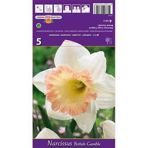 Narcis British Gamble artikel fotografie 1 Narcis British Gamble obrázek 1 artikel 67642