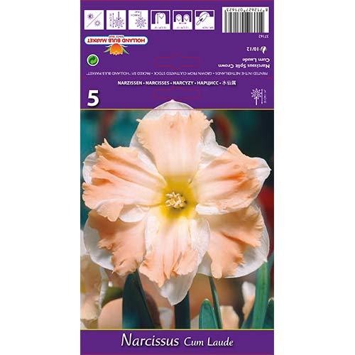 Narcis Cum Laude artikel fotografie 1 Narcis Cum Laude obrázek 1 artikel 68098