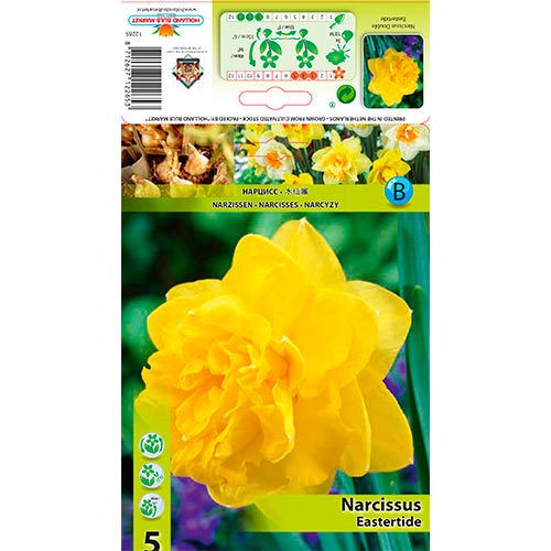 Narcis Eastertide artikel fotografie 1 Narcis Eastertide obrázek 1 artikel 70280