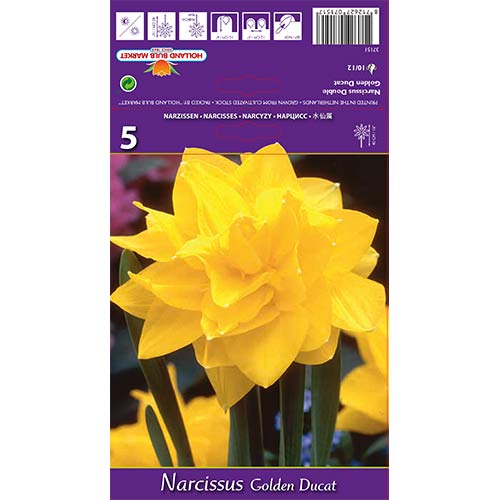 Narcis Golden Ducat obrázek 1 artikel 68096