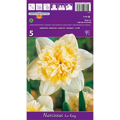 Narcis Ice King obrázek 1 artikel 67415