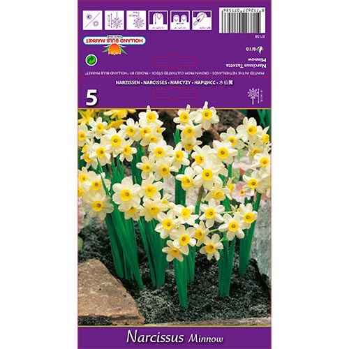 Narcis Minnow obrázek 1 artikel 67652