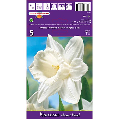 Narcis Mount Hood obrázek 1 artikel 70214