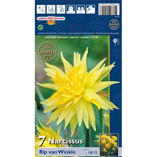 Narcis Rip van Winkle obrázek 1 artikel 67660